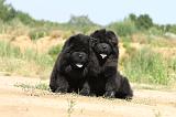 CHOW CHOW 182